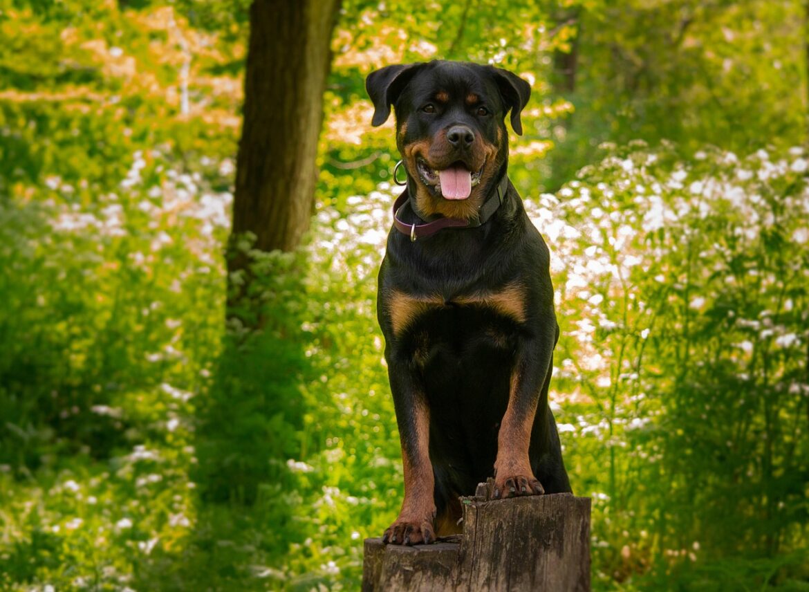 Understanding Rottweiler Behavior: Temperament
