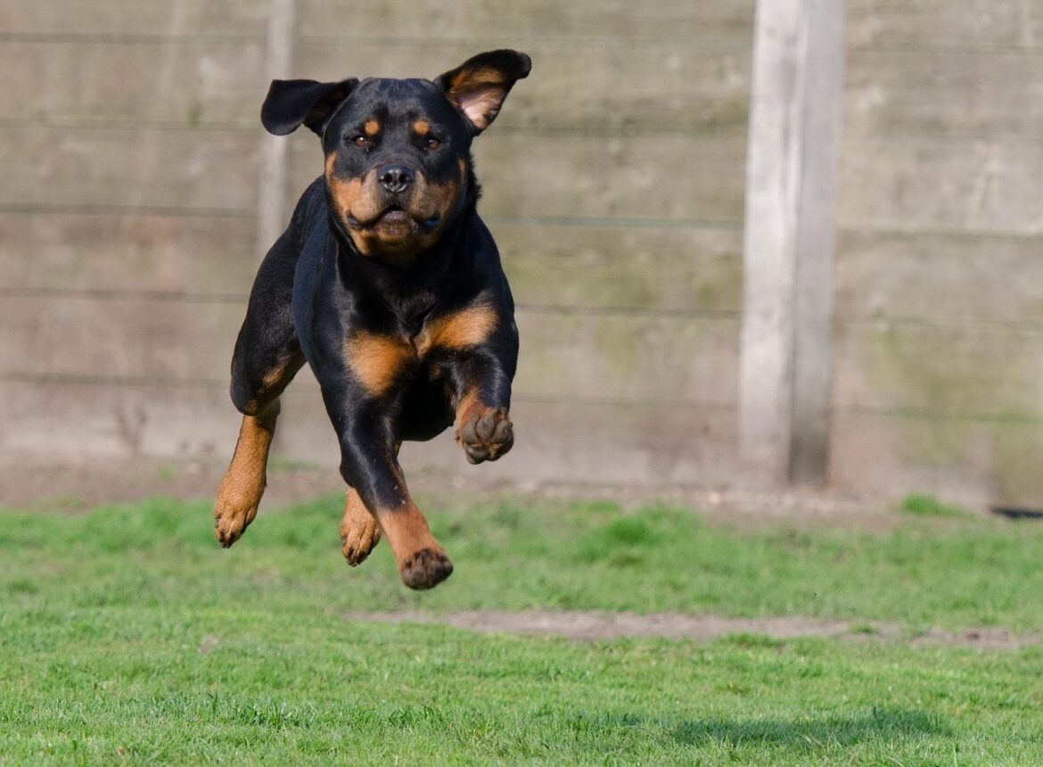Mastering the Art of Socializing Your Rottweiler