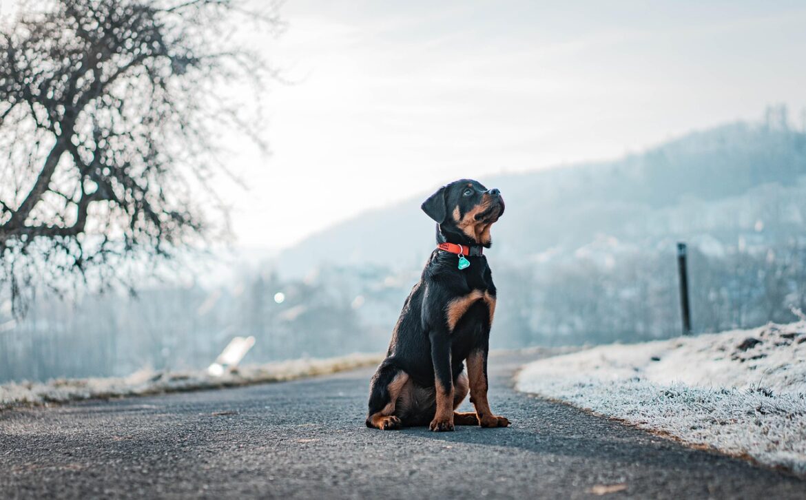 Maximizing Health & Happiness: Tailored Exercise Plans for Rottweilers